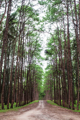 Pine park of nature in morning.