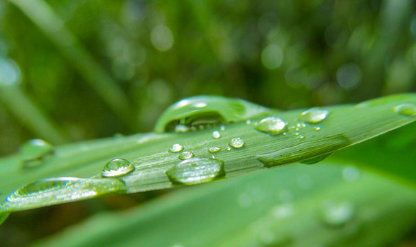 Green leaf of bamboo and water droplets close-up. Detail of a wet exotic plant after a tropical rain outdoors.