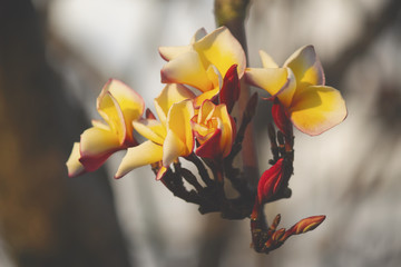 Plumeria color yellow