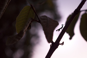 Baby Praying Mantis on a Branch at Dusk