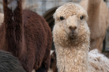 White alpaca looking directly at the camera in a holding pen on a farm in Southern Oregon - Powered by Adobe