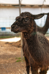 Fototapeta premium Alpacas on a farm in Southern Oregon