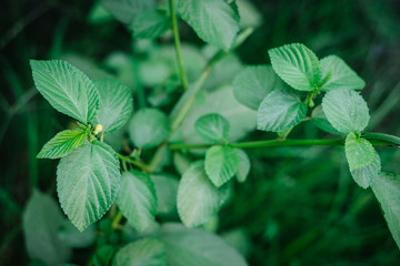 Organically grown Nalta Jute plant. Delicious ingredient for cooking and have high benefits to health. Selective focus.