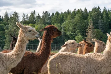 Fotobehang Alpacas on a farm in Southern Oregon © just.b photography