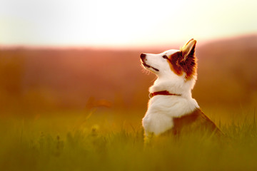 Portrait von einem jungen Hund oder Welpe sitzend beim Sonnenaufgang © M.Dörr & M.Frommherz