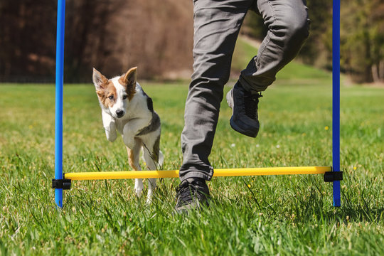 Agility mit einem jungen Hund oder Welpen, Mann und Tier h&uuml;pfen &uuml;ber Hinderniss