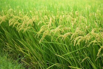 Rice farm; Rice field; Rice paddy - YiLan, Taiwan