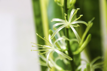 サンセベリアの花