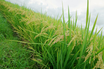 Rice farm; Rice field; Rice paddy - YiLan, Taiwan