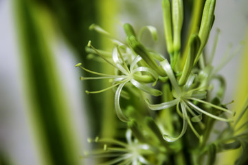 サンセベリアの花