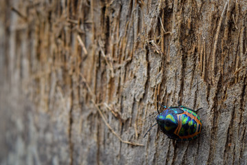 Rainbow Shield Bug walking across tree bark.  Calidea dregii