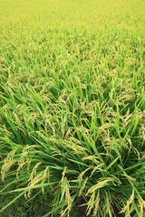 Rice farm; Rice field; Rice paddy - YiLan, Taiwan