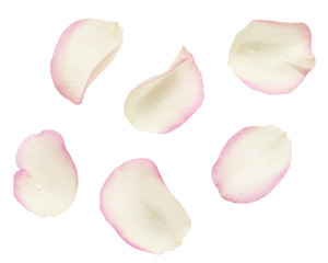 Obraz premium Zestaw białych i różowych płatków róż