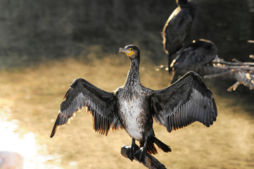 Kormoran (Phalacrocorax carbo), Baden Württemberg, Deutschland, Europa