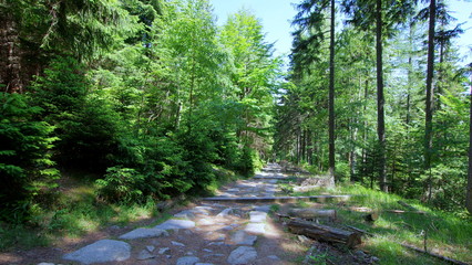 Leśnym szlakiem przez Karkonosze, kamienna ścieżka w polskich górach, Sudetach