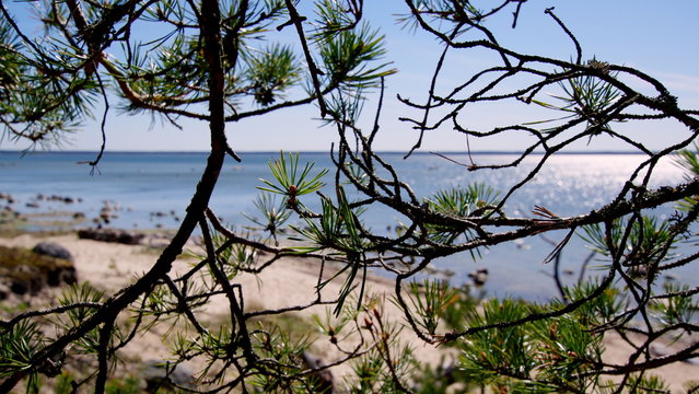 Fototapeta Morze Bałtyckie widziane poprzez drobne gałęzie sosny rosnącej na wydmie