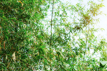 Green bamboo with nature.