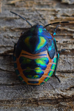 Rainbow Shield Bug walking across tree bark.  Calidea dregii