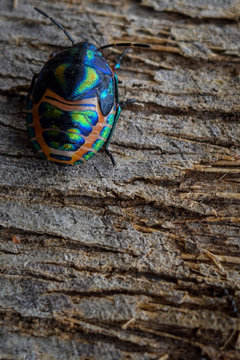 Rainbow Shield Bug walking across tree bark.  Calidea dregii