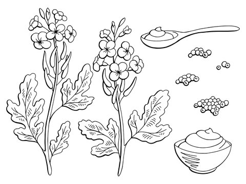 Mustard plant graphic black white isolated sketch set illustration vector