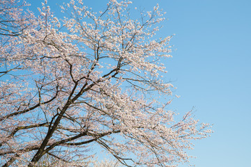Japanese Sakura cherry blossom in spring season