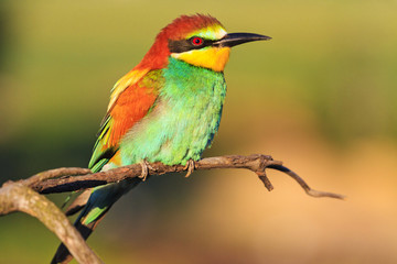 couple of exotic birds on a beautiful branch