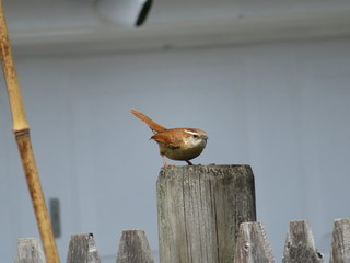 robin ready to pounce