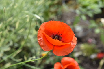 poppy