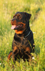 Rottweiler dog sitting in a green grass, on a meadow