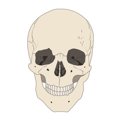 Human realistic skull. White background. Flat vector illustration.