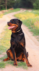 Rottweiler dog sitting on the road