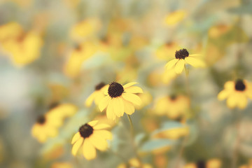 Floral background. Delicate yellow flowers in blur