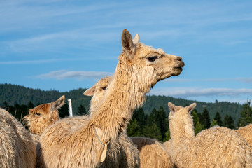 Alpacas on a farm in Southern Oregon