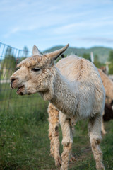 Alpacas on a farm in Southern Oregon