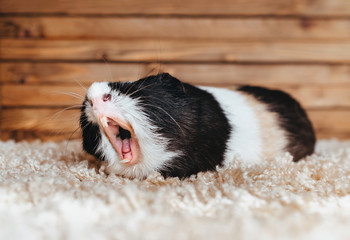 Guinea pig yawns and shows her teeth. The pet is tired. Poster. The animal screams about the stock...