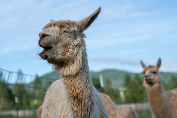 Obraz premium Alpaki na farmie w południowym Oregonie