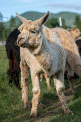 Fototapeta premium Alpacas on a farm in Southern Oregon