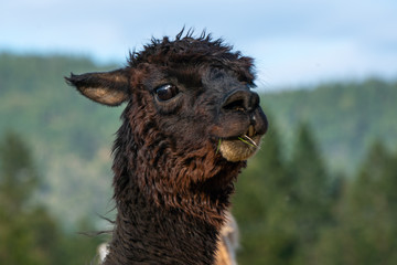 Fototapeta premium Alpacas on a farm in Southern Oregon