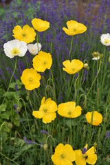 Fototapeta premium flower