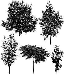 Collection of silhouettes of different species of trees: cherry, pear, plum, birch, sumac