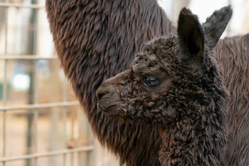 Baby alpaca