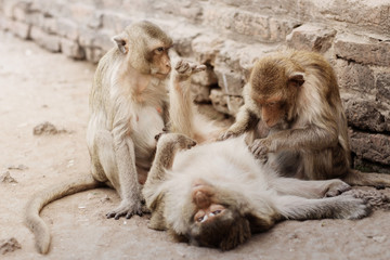 Monkey are cleanning baby.