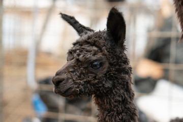 Obraz premium Alpacas on a farm in Southern Oregon