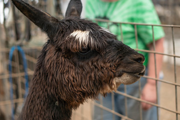 Fototapeta premium Alpaca with white eyebrows