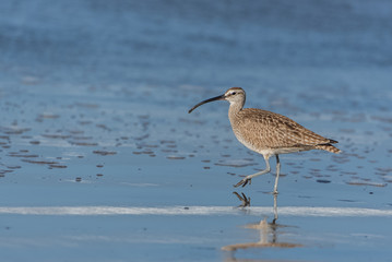 Long-billed curlew, birds walking on the shore