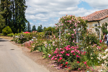 White and pink rose blossoms covered trellis with other rose in each side. A road goes in front. A blue sky and fluffy white clouds are in the background.