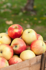Bin with red ripe apples