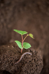 New life - young plant