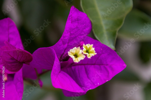 A Small Bell Shaped Three Pointed Purple Flower With Two Four A Small Bell Shaped Three Pointed Purple Flower With Two Four Little Flowers Coming From