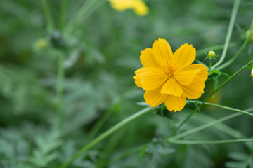 field of blooming yellow cosmos flower in the garden, Thailand.